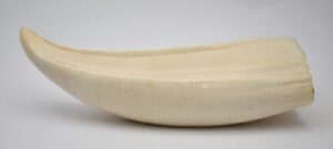鯨の歯